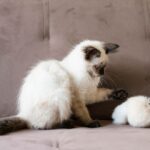 Cat Scratcher