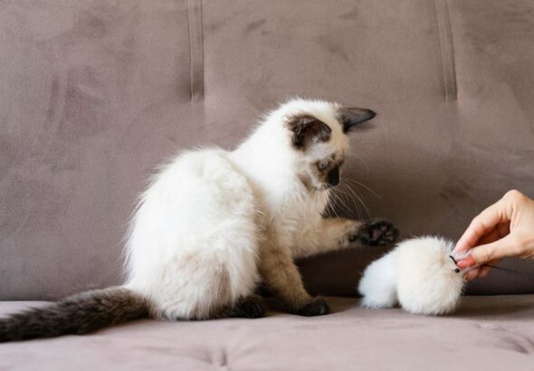 Cat Scratcher