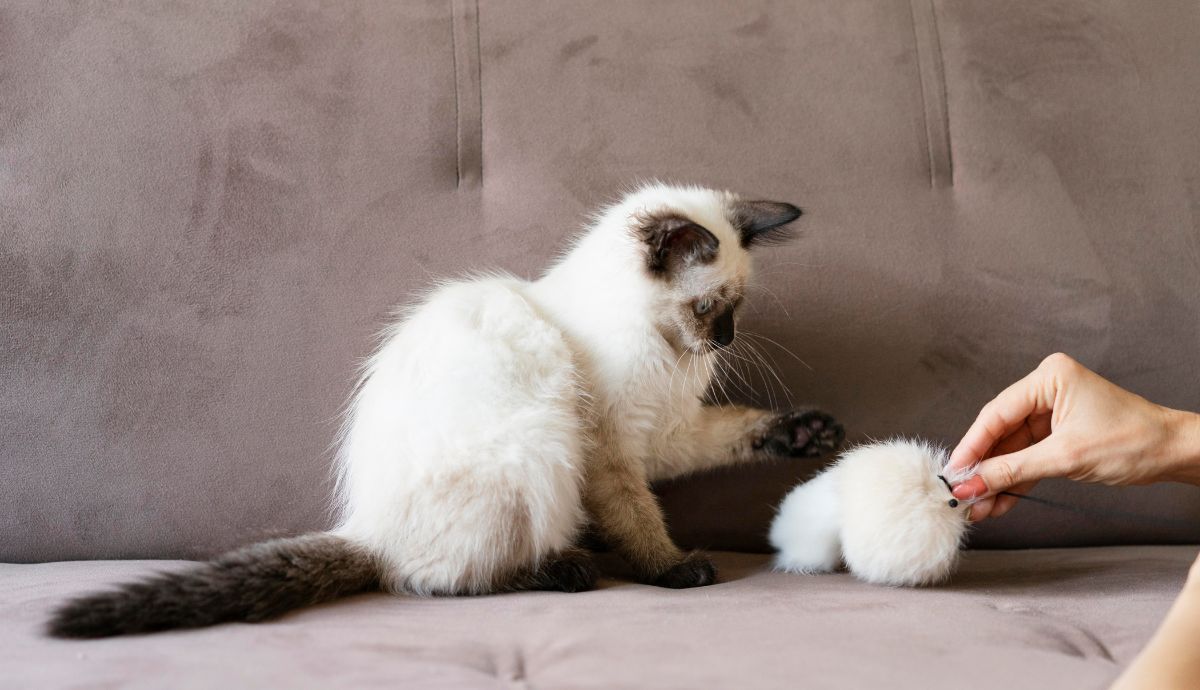 Cat Scratcher